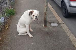 Imaginea unui câine abandonat de stăpân în stradă a trezit un val de emoție