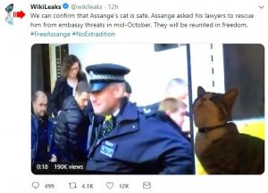 Misterul pisicii lui Julian Assange a fost deslușit de Wikileaks (Video)