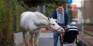 De 14 ani, un cal alb iese zilnic pe străzile unui oraş german: "Sunt Jenny, nu am fugit, doar mă plimb"