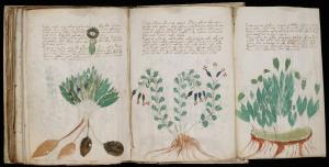 Faimosul manuscris Voynich a fost descifrat, după 600 de ani