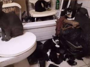 300 de pisici au fost găsite într-un mic apartament din Toronto (Video)