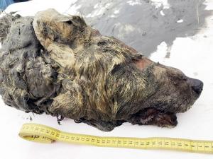 Cap de jumătate de metru al unui lup gigantic, descoperit aproape intact de cercetători