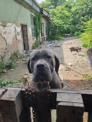 Patru câini al căror stăpân a murit trăiesc într-o curte părăsită din Timișoara, la mila localnicilor