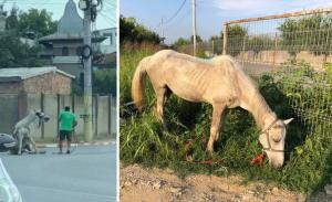 Calul bătut în stradă, în Ilfov, a ajuns în siguranță, la un adăpost din București