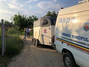 Calul bătut în stradă, în Ilfov, a ajuns în siguranță, la un adăpost din București