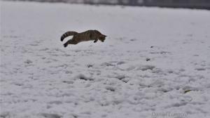 Pisică sălbatică surprinsă la vânătoare, în zăpadă, lângă Avrig