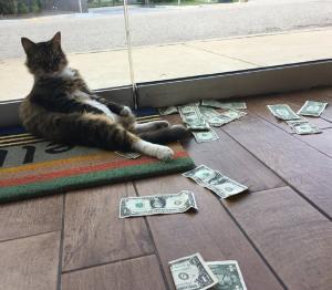 O pisică adusă într-un birou pentru a vâna șoareci a început să adune bani