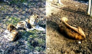 Imagini de coşmar la Grădina Zoologică din Reşiţa: 'E câine sau leu?'