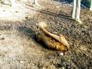 Imagini de coşmar la Grădina Zoologică din Reşiţa: 'E câine sau leu?'