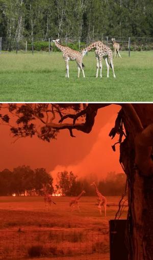 Galerie foto: Australia, înainte și după infernul de foc