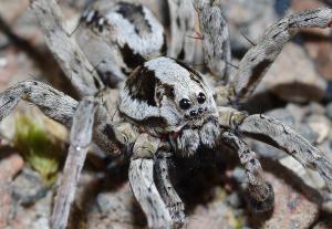 Păianjen uriaş dintr-o specie crezută dispărută, revăzut după 25 de ani. Unde se găseşte