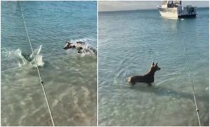 Un căţel curajos a sărit în apă pentru a speria un rechin care îi urmărea stăpânul