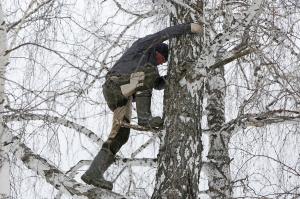 Un student din Siberia face şcoala online din copac. Zilnic, se urcă în pomul de 8 metri, cu telefonul, ca să prindă semnal