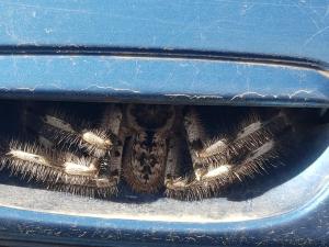 Șoferiță în prag de infarct când a descoperit un paianjen uriaș ascuns în spațiul de sub mânerul portierei, în Australia