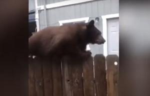 Momentul în care un urs face echilibristică pe un gard, pentru a se furişa într-o curte, în SUA