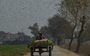 Invazie masivă a miliarde de lăcuste în Africa de Est și Pakistan