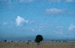 Invazie masivă a miliarde de lăcuste în Africa de Est și Pakistan