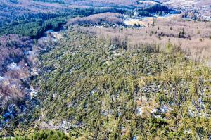 Păduri decimate în urma furtunilor din februarie. Aproape 100.000 de hectare au fost afectate