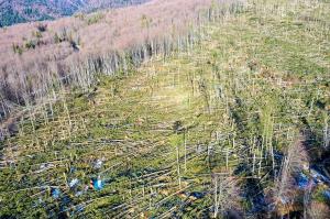 Păduri decimate în urma furtunilor din februarie. Aproape 100.000 de hectare au fost afectate