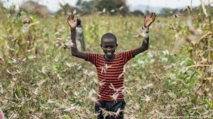 Imagini ca în filmele de groază, invazie de lăcuste filmată în Africa, s-a declarat stare de urgenţă (video)