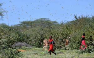 Imagini ca în filmele de groază, invazie de lăcuste filmată în Africa, s-a declarat stare de urgenţă (video)