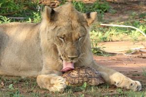 Momentul haios în care un leu încearcă să mănânce o broască ţestoasă (Foto)