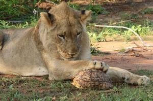 Momentul haios în care un leu încearcă să mănânce o broască ţestoasă (Foto)