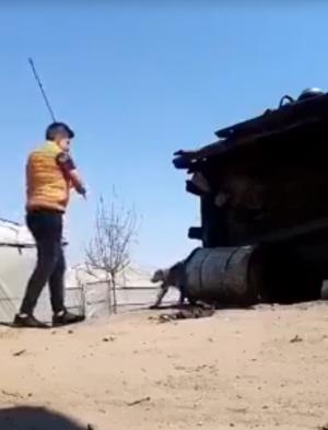 Câine legat, ucis cu ranga în curte, de un adolescent furios că animalul mâncase un pui (video)