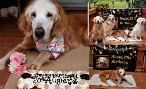 Cel mai bătrân câine din lume din rasa Golden Retriever a împlinit 20 de ani