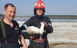 Trei pompieri inimoși au salvat o lebădă împotmolită în nămol, pe Lacul Sărat