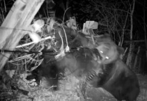 Un urs rus și unul chinez s-au încăierat sălbatic peste gardul de la graniță. Imagini unice din timpul luptei (video)