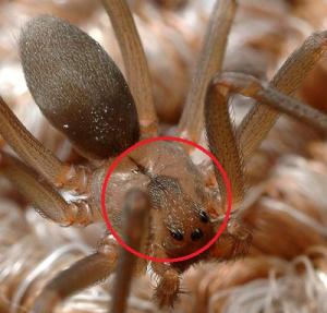 O româncă din Italia, a doua victimă a unui păianjen deosebit de veninos, extrem de rar în Europa