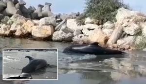 Delfin de peste 2 metri ucis de țaparină și adus de valuri pe plajă, în Mamaia