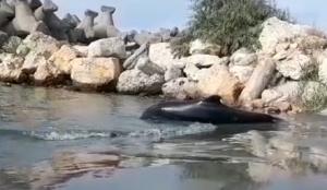 Delfin de peste 2 metri ucis de țaparină și adus de valuri pe plajă, în Mamaia
