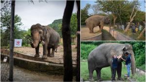 „Cel mai singuratic elefant din lume”, ținut peste 35 de ani la zoo, într-un spaţiu foarte mic, a fost eliberat