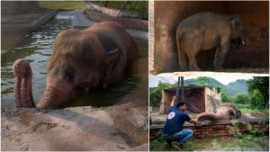 „Cel mai singuratic elefant din lume”, ținut peste 35 de ani la zoo, într-un spaţiu foarte mic, a fost eliberat