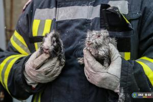 Doi iepurași au fost salvați de pompierii bucureșteni dintr-un incendiu violent. Nouă persoane au fost evacuate