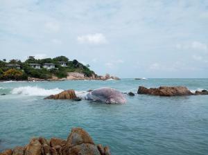 Balenă uriaşă, descoperită moartă pe o plajă din Thailanda. Pentru ridicarea sa a fost nevoie de un buldoexcavator