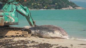 Balenă uriaşă, descoperită moartă pe o plajă din Thailanda. Pentru ridicarea sa a fost nevoie de un buldoexcavator