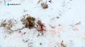 Un băiețel de 12 ani luptă pentru viața sa, după ce a fost atacat de o haită de câini sălbatici în Rusia
