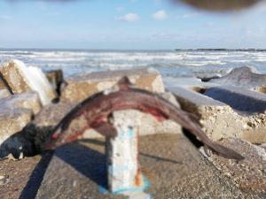 Imagini înfiorătoare surprinse în Mamaia. Cadavrul unui rechin a apărut pe digul de la intrare în staţiune