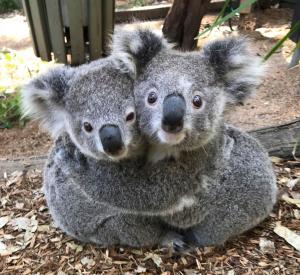 Nicio restricție anti-COVID nu îi poate opri. Imagini adorabile cu doi koala care se îmbrățișează, în Australia