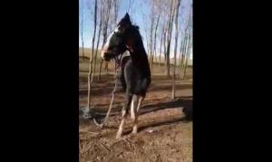 40 de cai legaţi, care par maltrataţi şi slab hrăniţi, filmaţi în apropiere de Techirghiol. DSVSA Constanţa face verificări