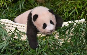 Un ursuleţ panda a devenit viral pe internet. Animăluţul s-a ataşat atât de mult de îngrijitorul său încât nu vrea să-l lase să plece