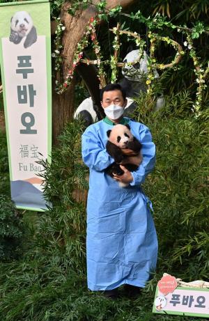 Un ursuleţ panda a devenit viral pe internet. Animăluţul s-a ataşat atât de mult de îngrijitorul său încât nu vrea să-l lase să plece