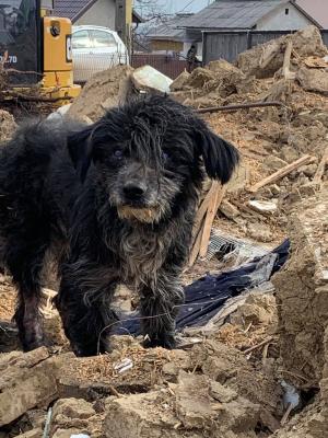 Un câine credincios a continuat să-și păzească gospodăria încă 3 ani după moartea stăpânilor, la Suceava. Cum l-au găsit salvatorii săi