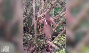 Fugar, salvat de doi pescari, în Australia. Bărbatul dezbrăcat se urcase într-un copac, deasupra unui lac plin cu crocodili