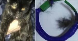 Pisică pe post de cărăuş de droguri: Felina încerca să se strecoare într-o închisoare din Rusia, având la gât peste 5 grame de marijuana
