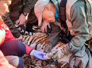 Imagini rare de la salvarea unui pui de tigru. Tigroaica așteaptă răbdătoare eliberarea puiului din capcană, fără să-i atace pe salvatori, în Rusia