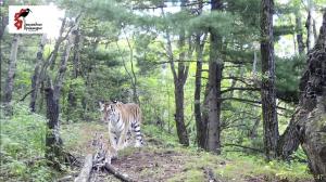 Imagini rare de la salvarea unui pui de tigru. Tigroaica așteaptă răbdătoare eliberarea puiului din capcană, fără să-i atace pe salvatori, în Rusia
